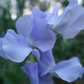 Charlie's Angel Sweet Pea seeds online shopping
