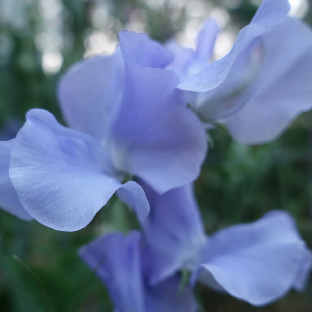 Charlie's Angel Sweet Pea seeds online shopping