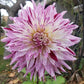 Brandon Michael Dahlia Plants online shopping
