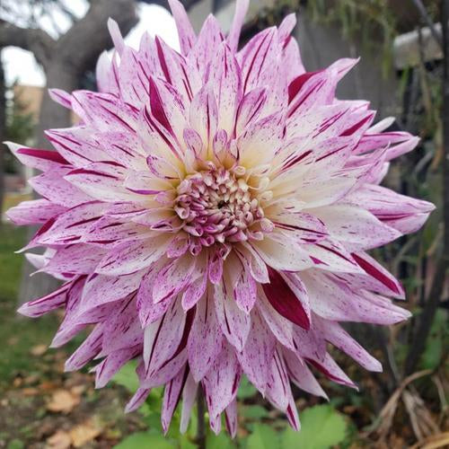 Brandon Michael Dahlia