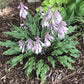 Kinky Boots Hosta Plants online shopping