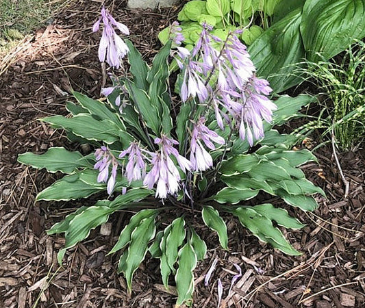 Kinky Boots Hosta Plants online shopping