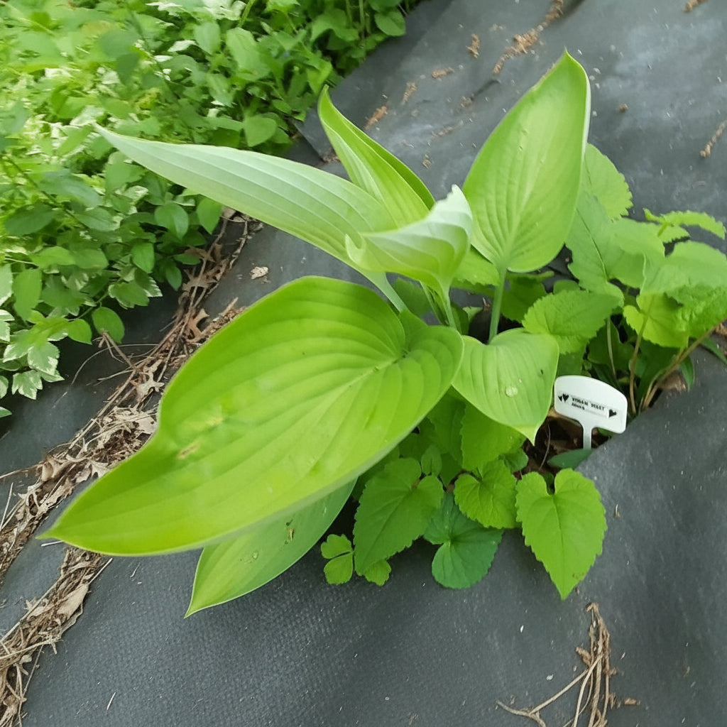 Dream Boat Hosta Plants online shopping