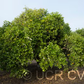 Pearl Tangelo Mandarin Budwood citrus plant material online shopping
