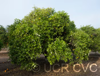 Pearl Tangelo Mandarin Budwood citrus plant material online shopping