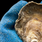 Haskin NEH® Oyster Seed VA aquaculture online shopping