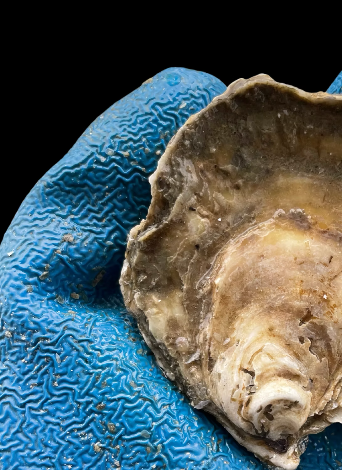Haskin NEH® Oyster Seed VA aquaculture online shopping