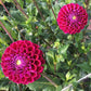 Ivanetti Dahlia