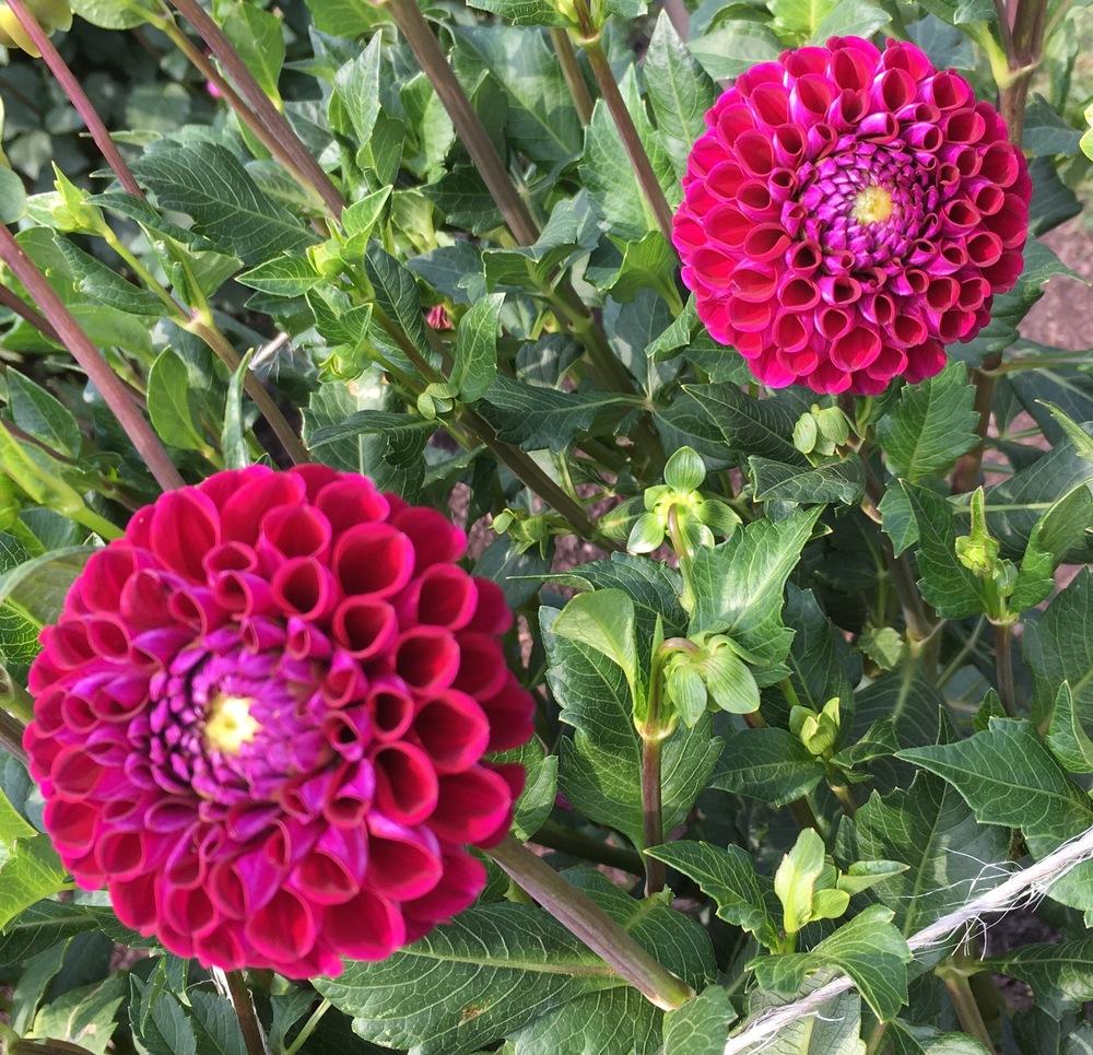 Ivanetti Dahlia