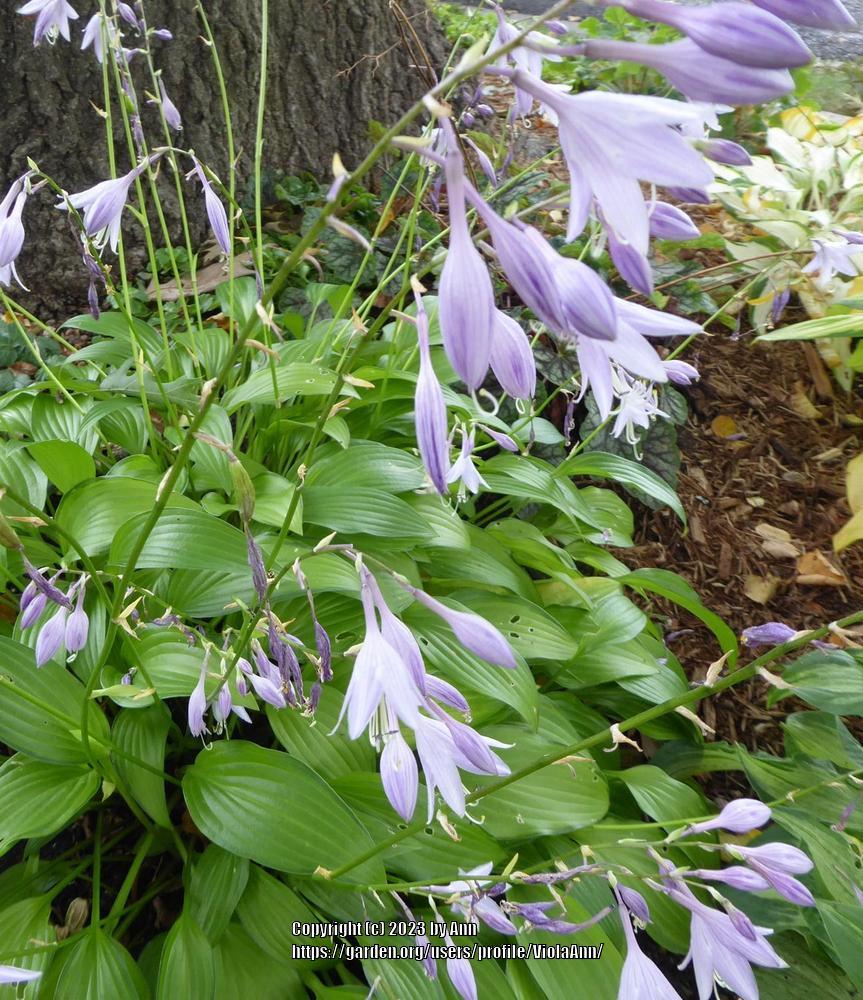 Chinese Sunrise Hosta Plants online shopping