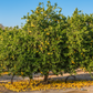 Giant Key Lime Plant citrus plant material online shopping