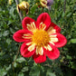 Wheels Dahlia Plants online shopping
