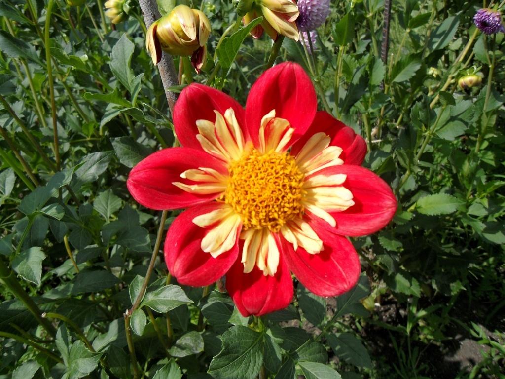 Wheels Dahlia Plants online shopping