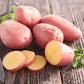 Ciklamen Seed Potato online shopping