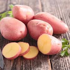 Ciklamen Seed Potato online shopping