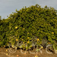 Rubidoux Pummelo Hybrid Budwood citrus plant material online shopping