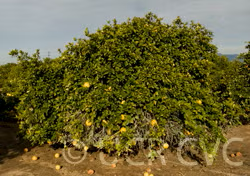 Rubidoux Pummelo Hybrid Budwood citrus plant material online shopping