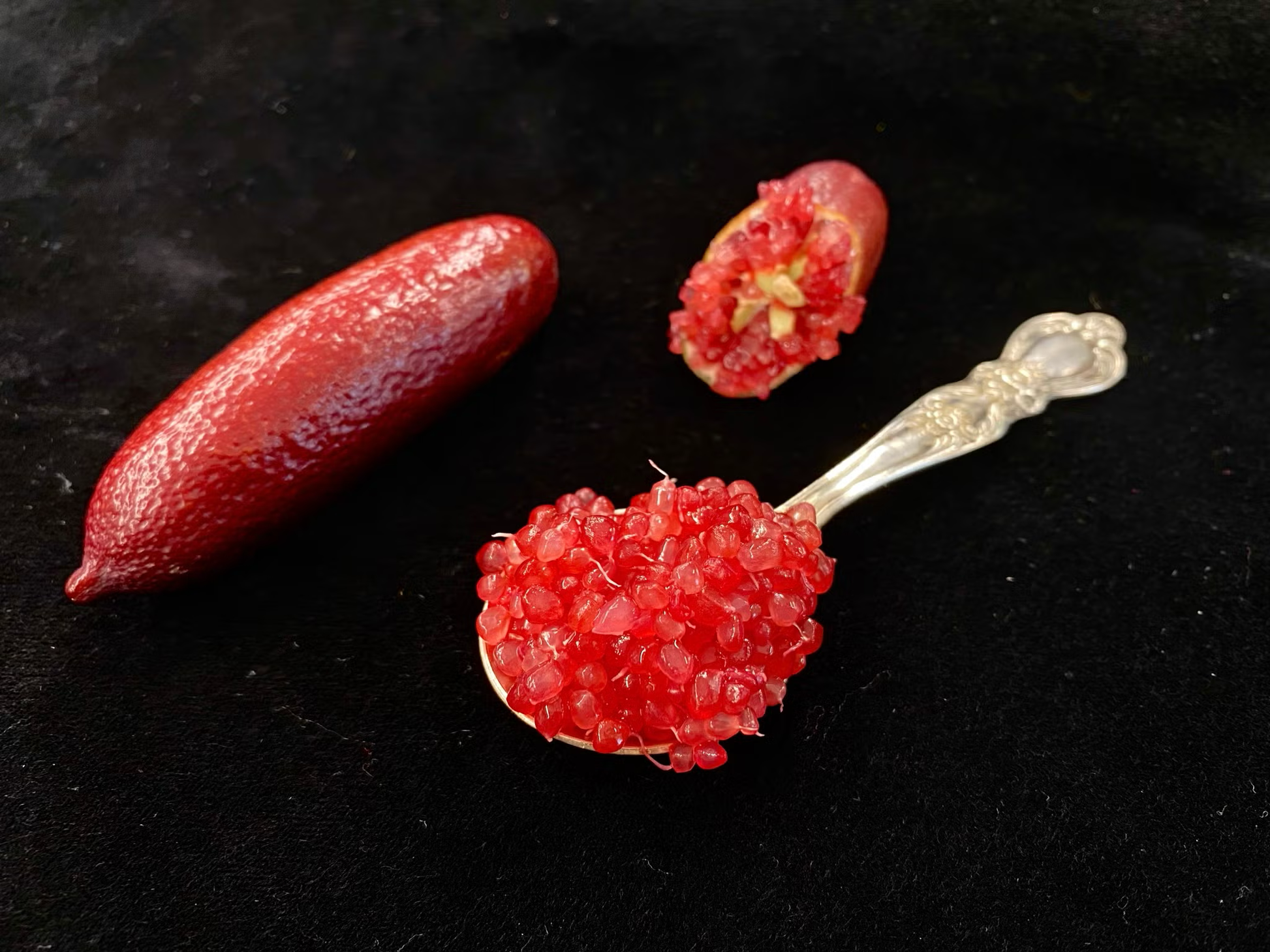 Misterioso Australian Finger Lime Budwood citrus plant material online shopping