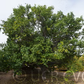 Citremon Trifoliate Hybrid Budwood citrus plant material online shopping