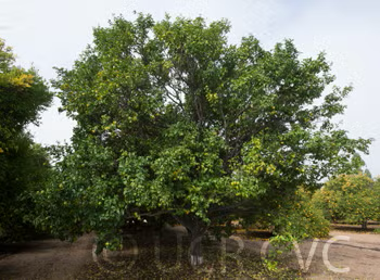 Citremon Trifoliate Hybrid Budwood citrus plant material online shopping