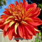 Nick Sr. Dahlia