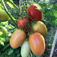 Optimax Roma Tomato