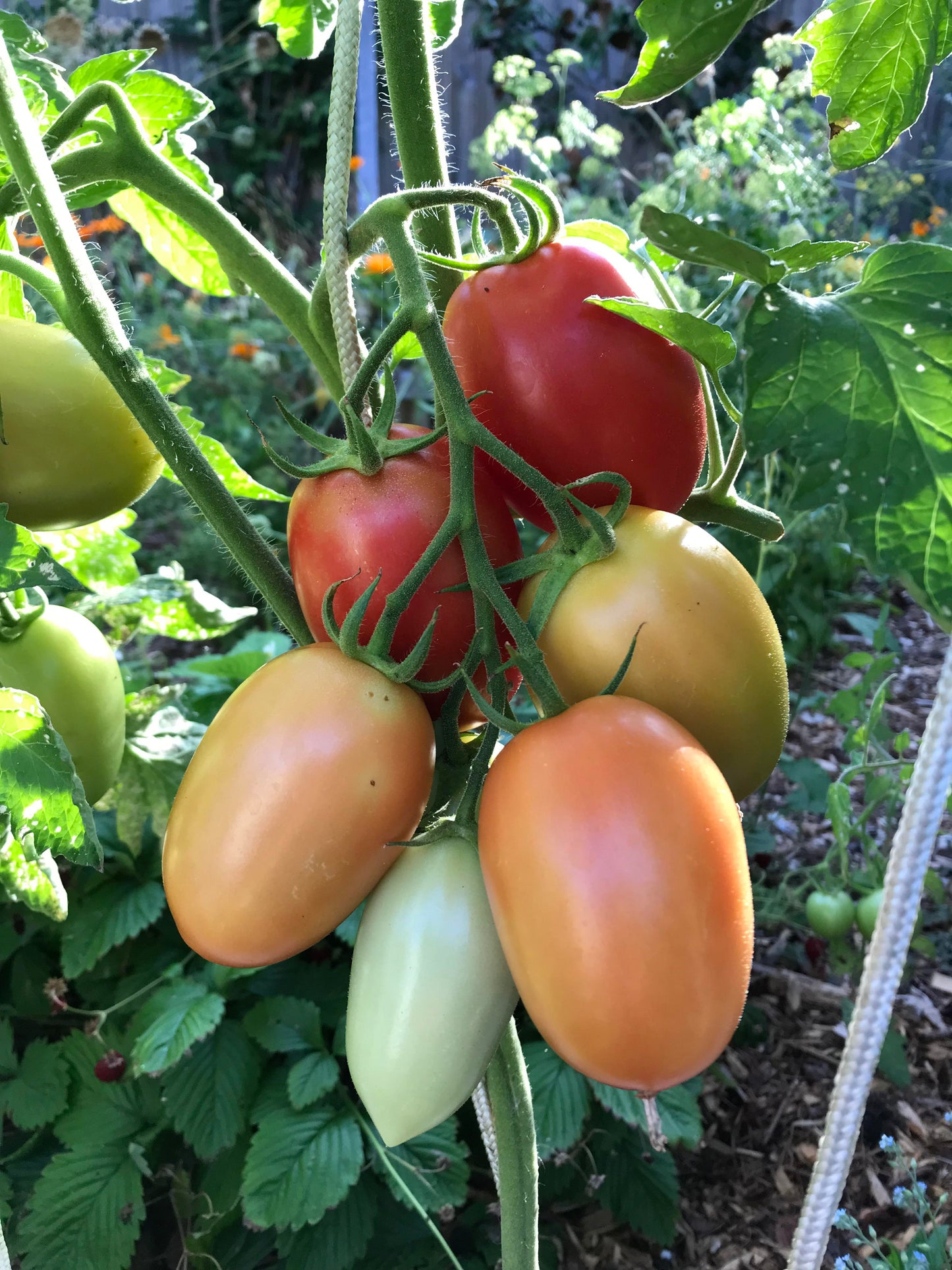 Optimax Roma Tomato