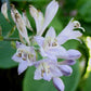 My Cup Of Tea Hosta Plants online shopping