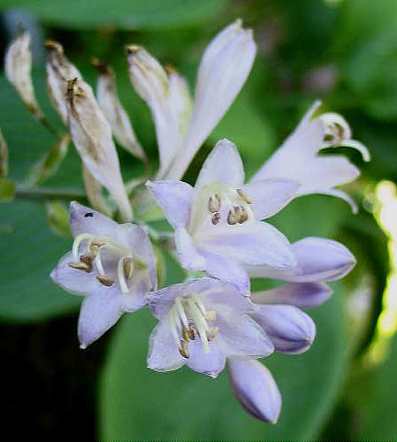 My Cup Of Tea Hosta Plants online shopping