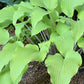 Kent Falls Hosta Plants online shopping
