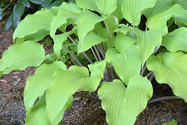 Kent Falls Hosta Plants online shopping