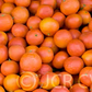 Fremont Mandarin Budwood citrus plant material online shopping
