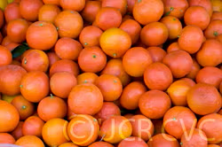 Fremont Mandarin Budwood citrus plant material online shopping