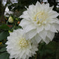 Snowbound Dahlia