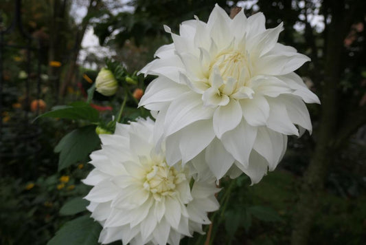 Snowbound Dahlia