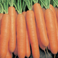 Yaya F1  Carrot