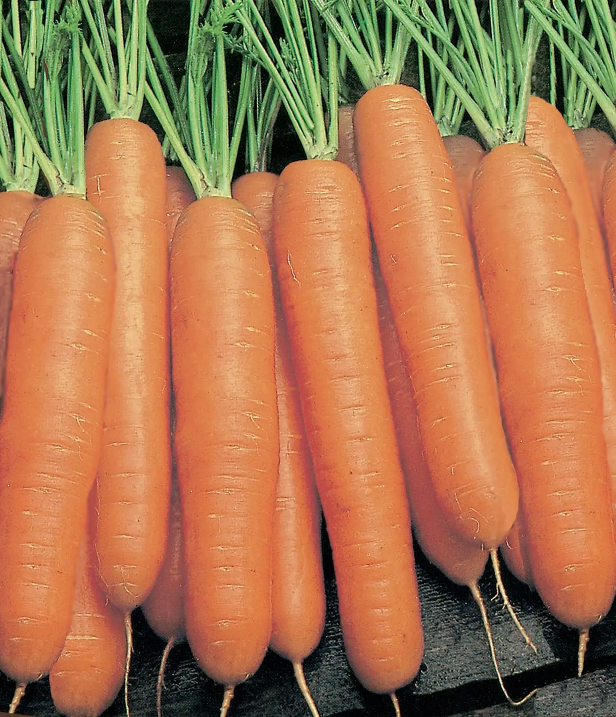 Yaya F1  Carrot