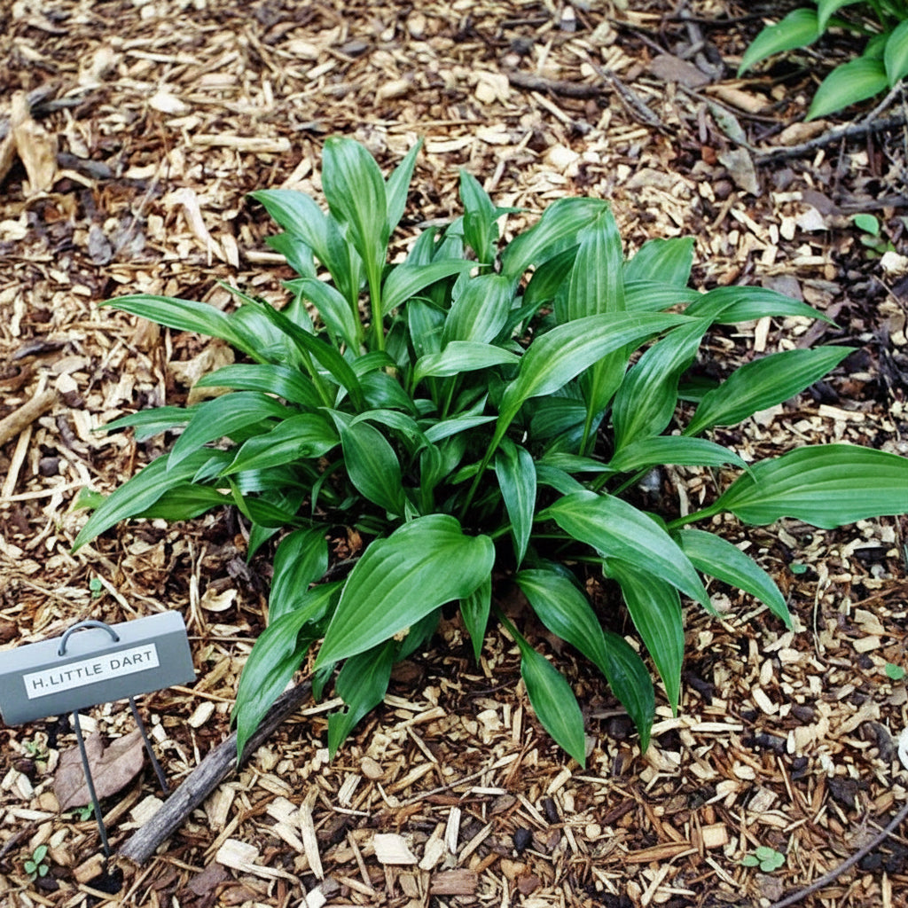 Little Dart Hosta Plants online shopping