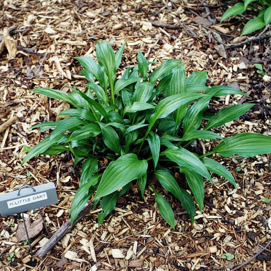 Little Dart Hosta Plants online shopping