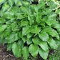 Invincible Hosta Plants online shopping