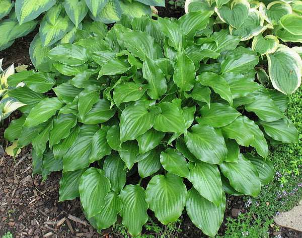 Invincible Hosta Plants online shopping