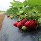 Fortuna Class 1 Strawberries on the I Italian Commercial Fresh Food Market