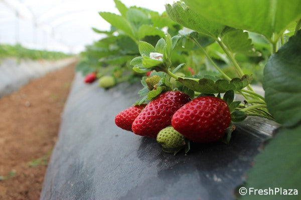 Fortuna Class 1 Strawberries on the I Italian Commercial Fresh Food Market