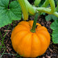 Orangita F1 Pumpkin