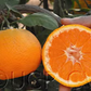 China S-3 Satsuma Mandarin Budwood citrus plant material online shopping