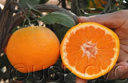 China S-3 Satsuma Mandarin Budwood citrus plant material online shopping