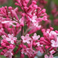 Tinkerbelle® Lilac Standard lilac plant online shopping