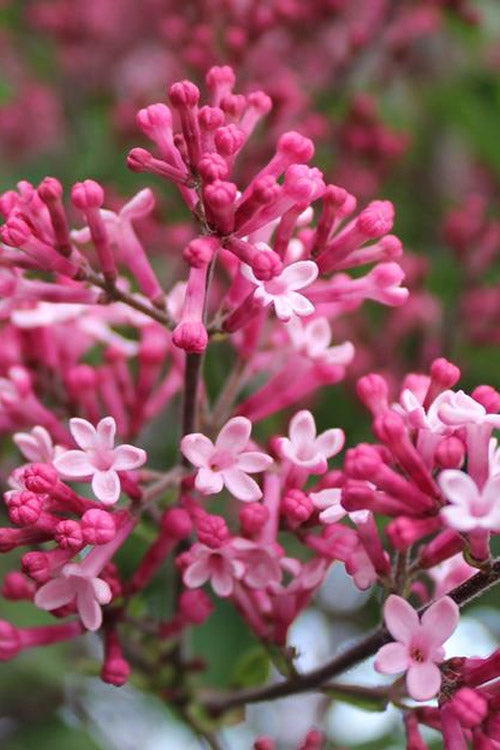Tinkerbelle® Lilac Standard lilac plant online shopping