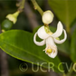 Yuma Ponderosa Lemon Pummelo Hybrid Budwood citrus plant material online shopping