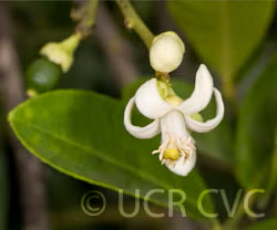 Yuma Ponderosa Lemon Pummelo Hybrid Budwood citrus plant material online shopping